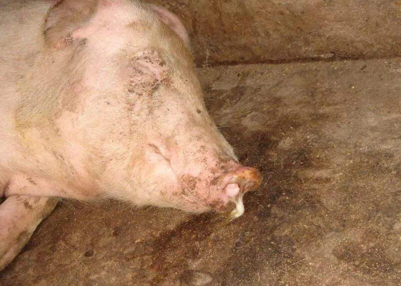 引起猪流鼻涕的病有哪些？有些病还真不简单！