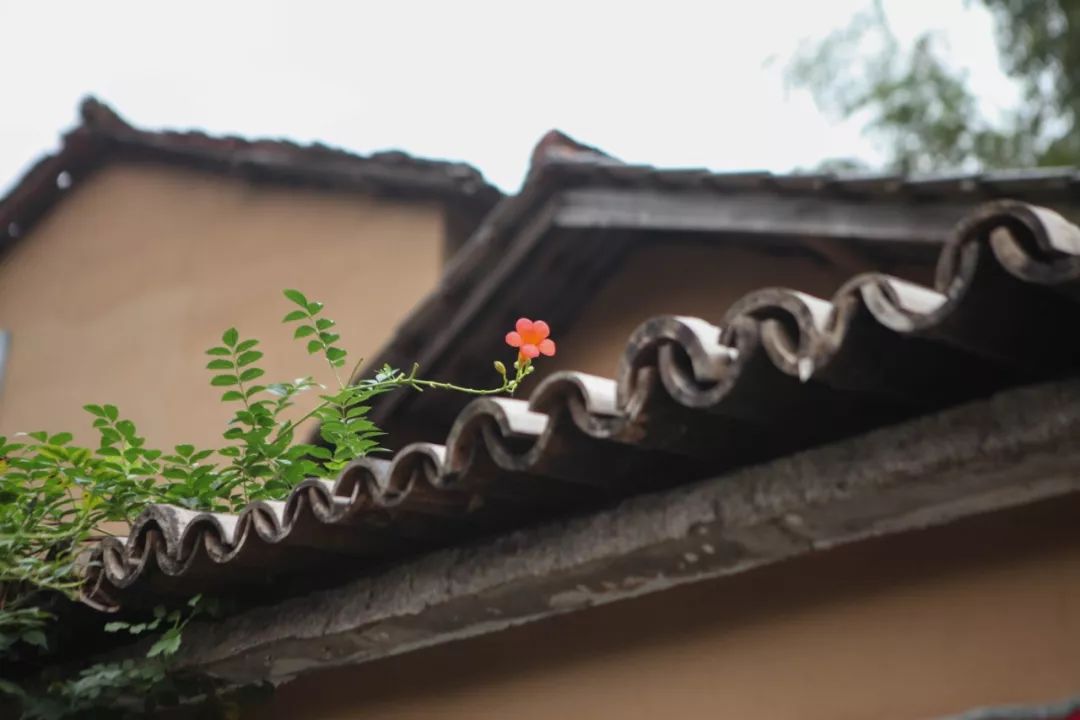 金华小九寨风景区,小九寨原始森林半日游