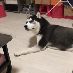 ofo真的能撑到最后吗,ofo硬核翻盘指南