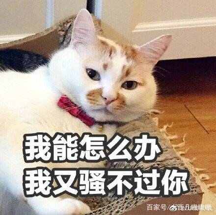 那我怎么办表情包可爱,表情包我怎么发不出去