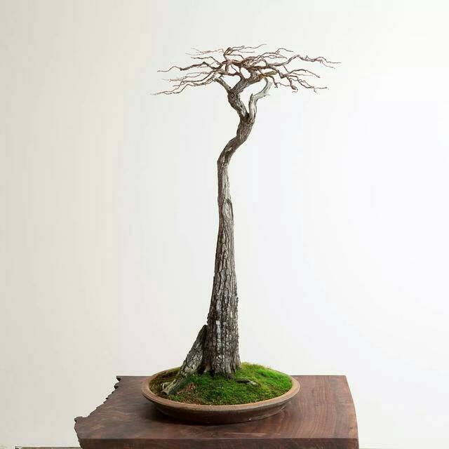 盆景艺术的人生感悟,盆景艺术微观