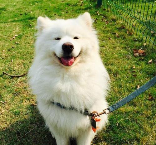 要是经济条件不好要怎么养猫,建议新手养的10种便宜狗狗不掉毛