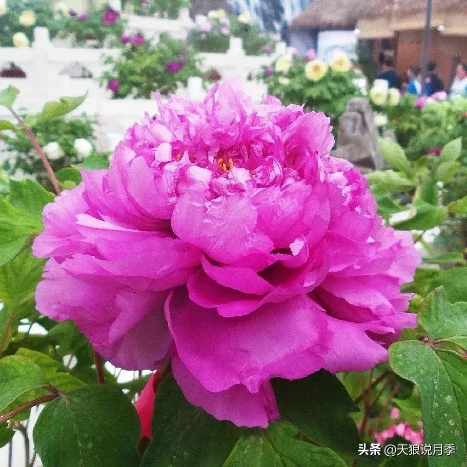 有人去过世园会吗,去过世园会好不好玩