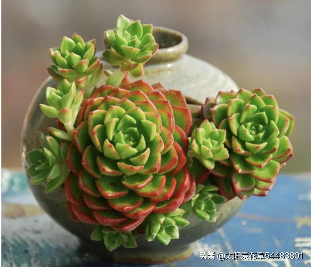 哪些多肉夏季怕太阳晒,冬季多肉植物徒长了怎么办