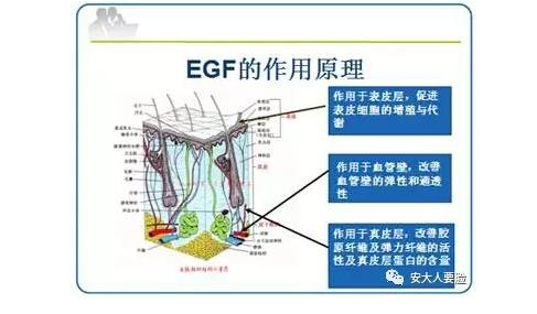 冻干粉egf,egf冻干粉涂脸