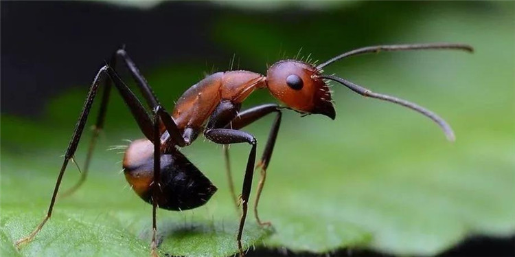 南京金鹰动物世界何时开,南京金鹰动物世界在哪里购票