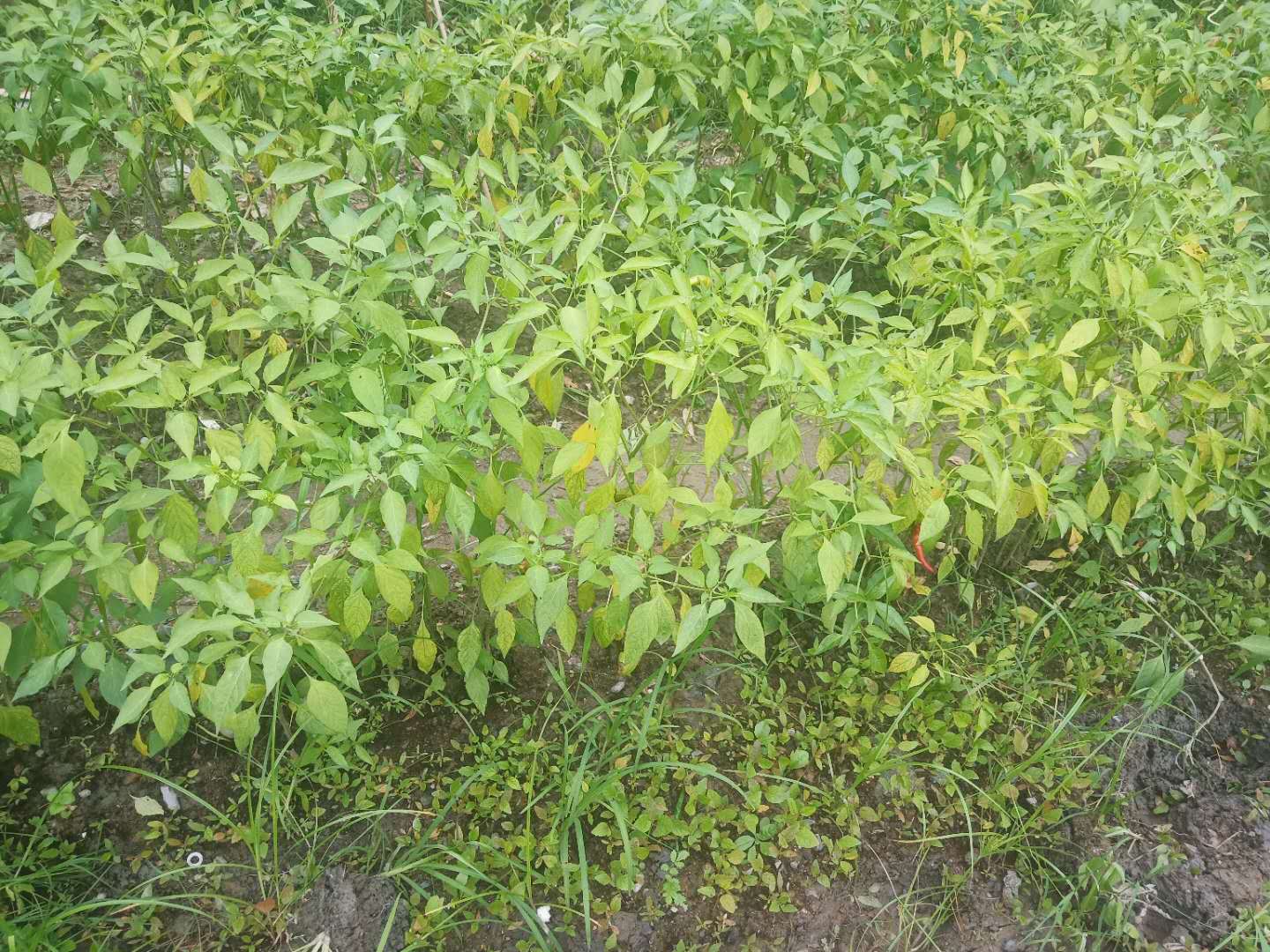 辣椒疯长不结果,辣椒怎样修剪才能多结果