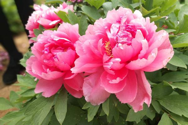 为什么牡丹是中国的国花,为什么牡丹能成为中国国花