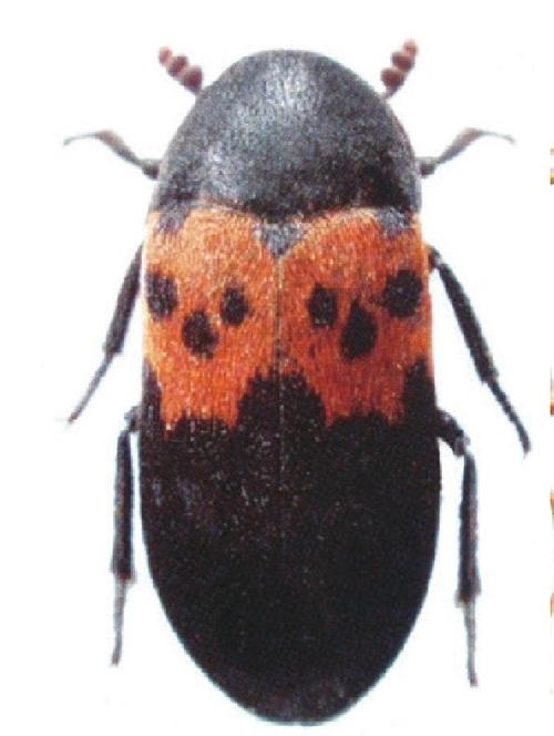 被虫子咬会中毒的虫子,有哪些虫子被咬会有危险