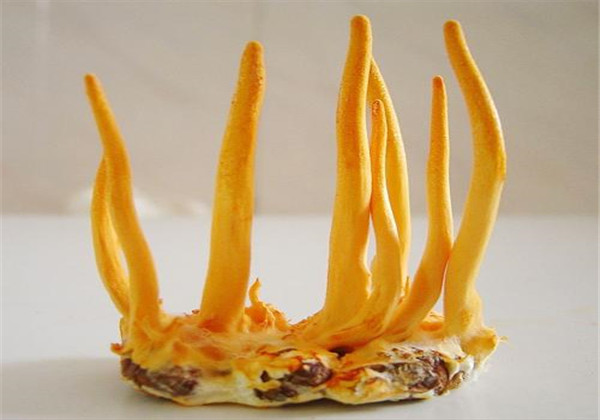 蛹虫草人工种植好种吗,蛹虫草的培育技术与管理