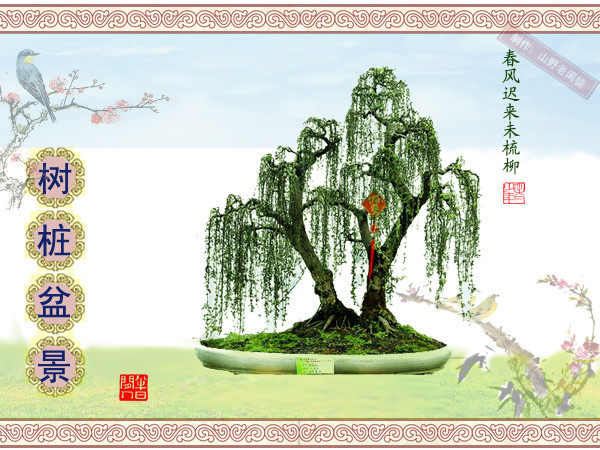 高山杜鹃花老树桩盆景,大树桩盆景欣赏