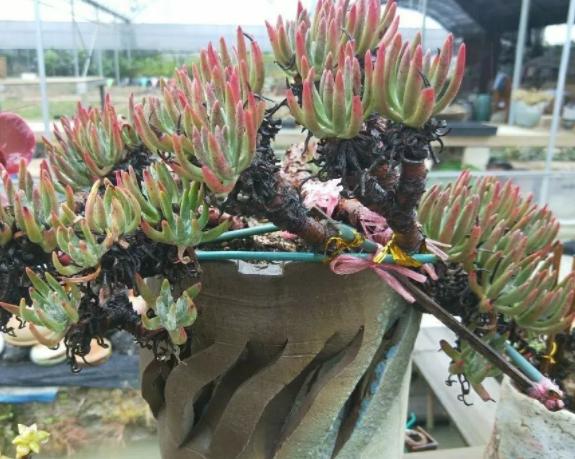 光照不够怎么养肉肉,光照不足能养兰花吗怎么养