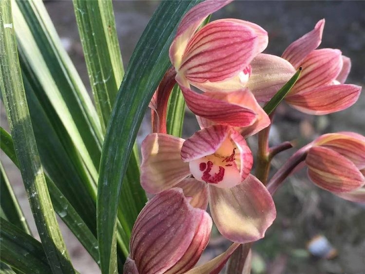 2004年，他偷偷将建房款用于投资天价兰花，老婆知晓后和他离婚