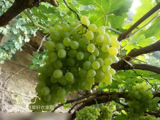 秦皇岛农家院住宿推荐-北戴河附近农家院住宿-昌黎葡萄沟翡翠轩