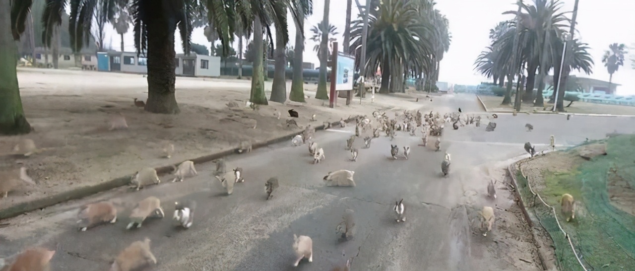 澳洲兔子的百年大战,澳洲人和兔子百年之争