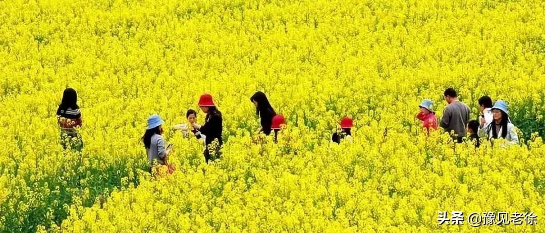 南阳赏花最佳地点,南阳春天赏花的地方有哪些推荐