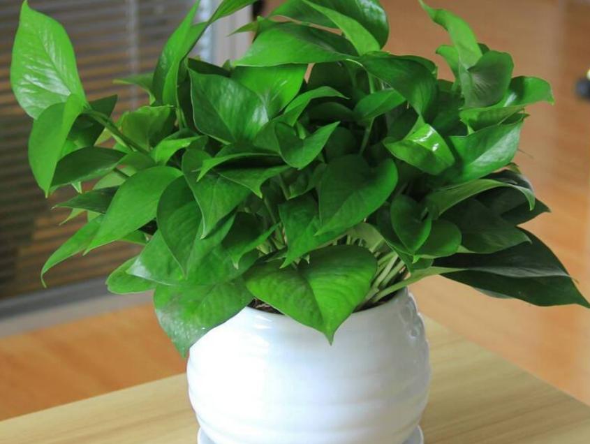 5种花好养又漂亮,5种花别乱养香味有毒