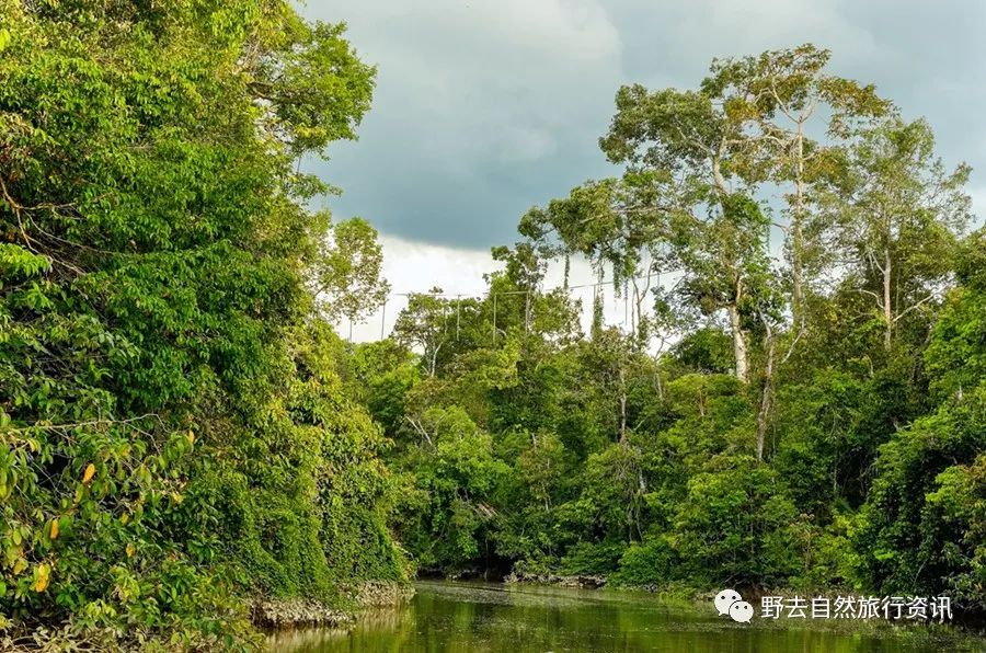 待疫情平息,和孩子一起探索“失落的世界”婆罗洲原始雨林