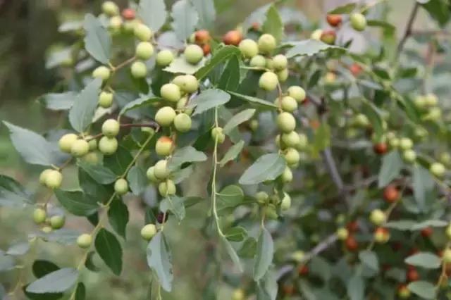 我国很多成语与植物有关,汉语成语中的植物文化