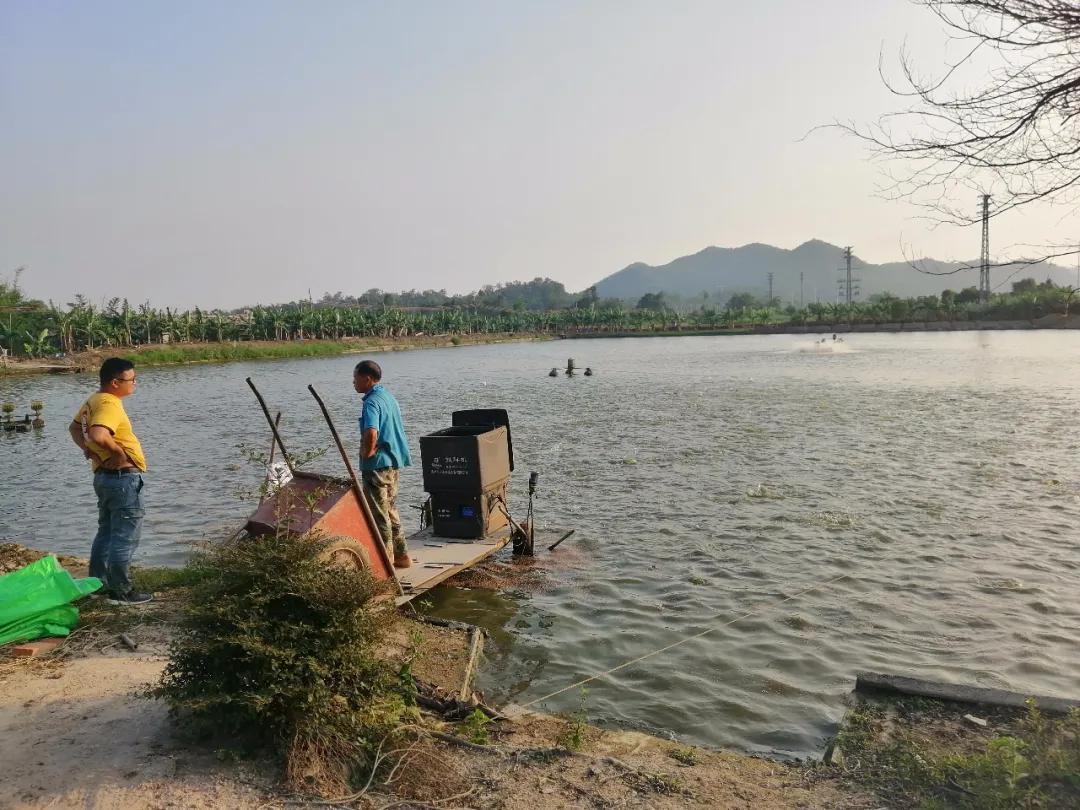 叉尾鮰养殖喂什么,叉尾鮰鱼的自养方法