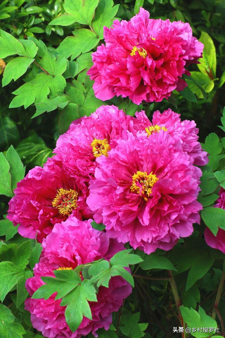 梅花和牡丹哪一个适合当作国花,梅花牡丹哪个作为国花