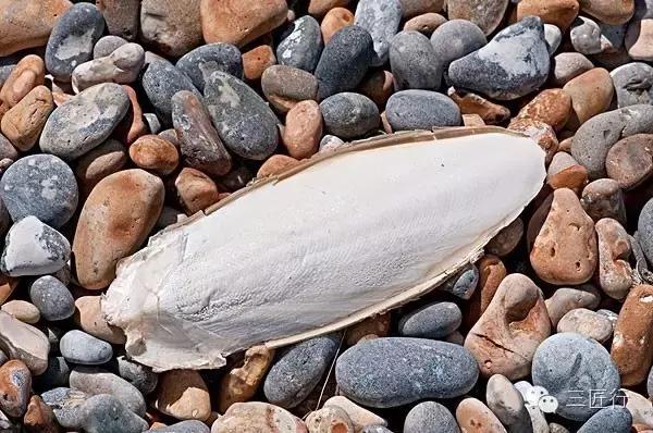 来大连10年了，我终于分清这三种软体的“鱼”了！真特么难！