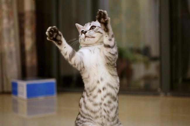 猫咪脱毛会不会长癣,猫咪长癣