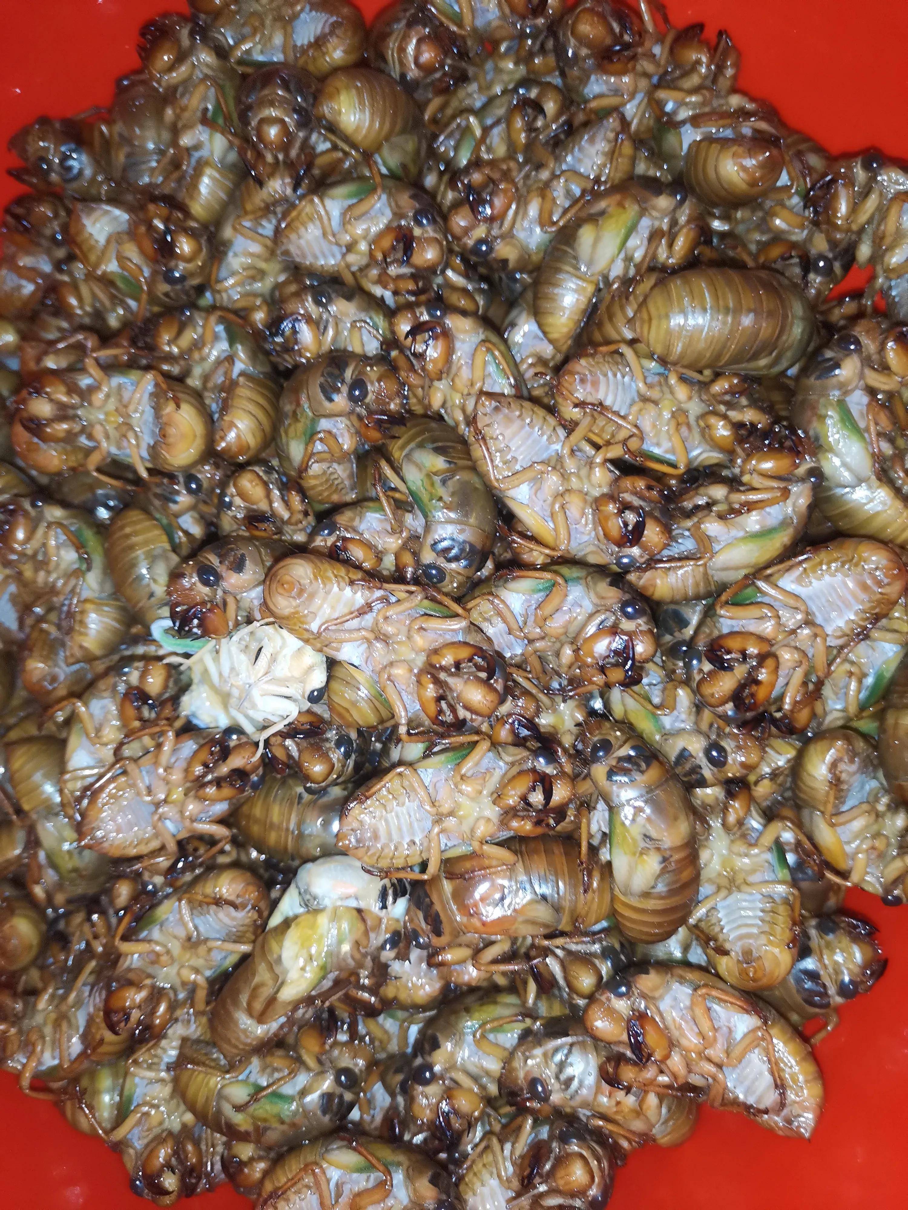 金蝉养殖技术视频,金蝉养殖实用技术论文