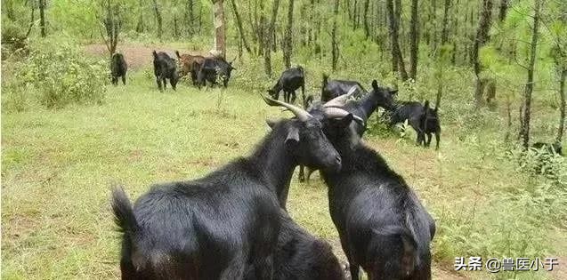 判断母羊怀孕看眼睛图片,如何用验孕试纸判断母羊是否怀孕