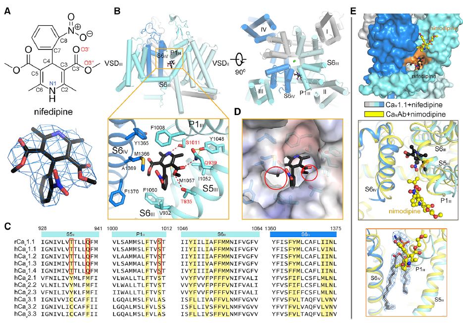 中国冷冻电镜技术进展,冷冻电镜最新研究