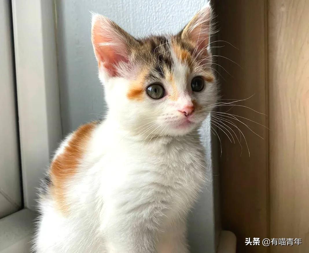 漂亮的三花猫欣赏,最迷人的三花猫