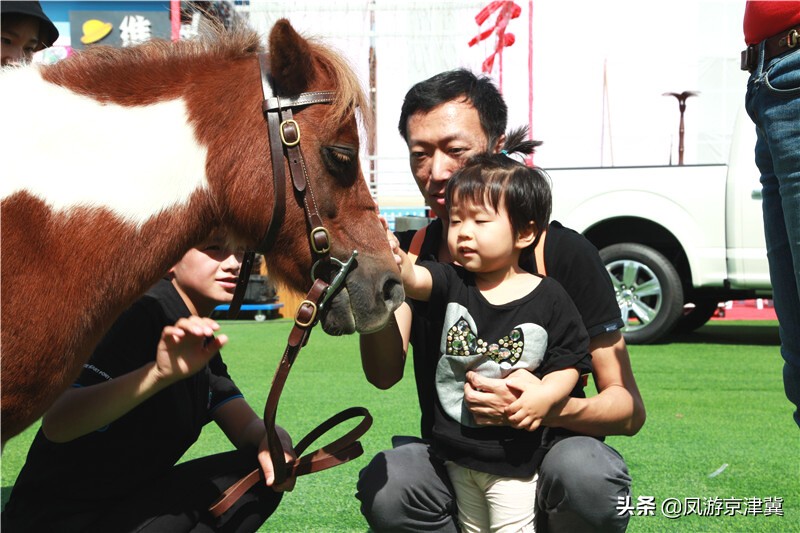 北京大兴马术训练基地活动内容,跑马场北京