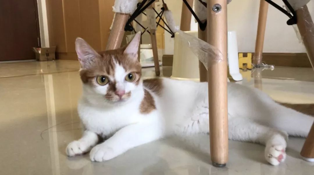 如何不洗澡让猫咪的毛发干净,怎么可以让猫咪不掉毛