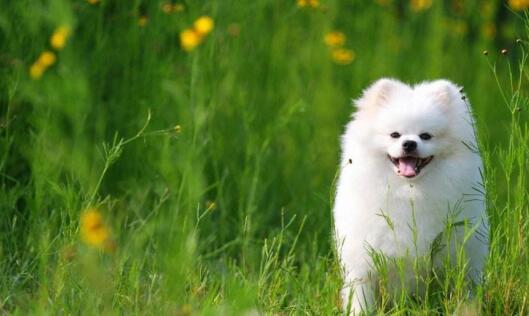 博美犬正确喂养方法,博美犬的喂养方法和注意事项