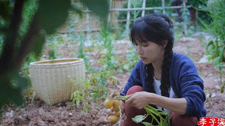 适合懒人家庭种菜100种,家里种菜这3种就够了