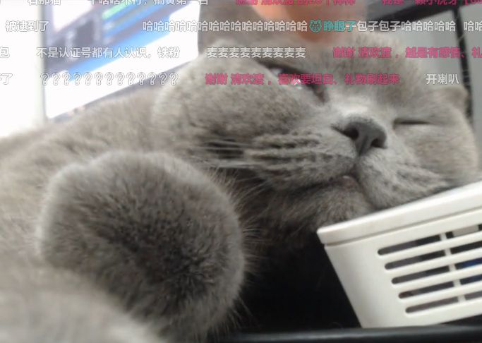 包子技术到底多强？网友：他家猫“代播”都能21杀吃鸡！