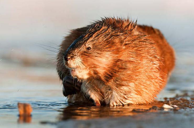 《宝可梦》生态与来源：凶神恶煞的拉达其实是非常萌的荷兰猪？