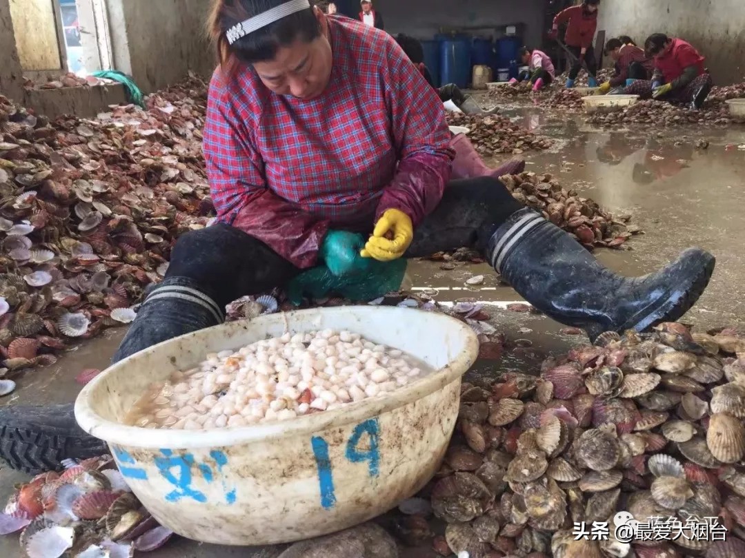 烟台扇贝养殖临时工人,烟台养殖扇贝多少利润