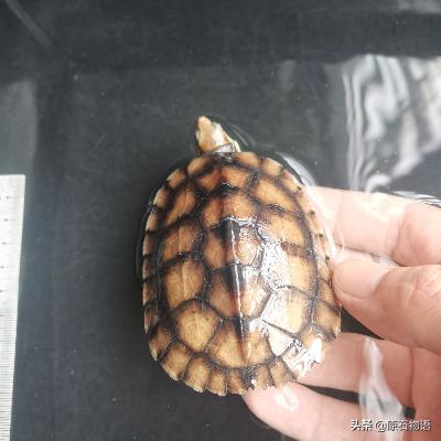 文玩要盘得好包浆请远离四大克星,盘龟壳会玉化包浆后效果视频