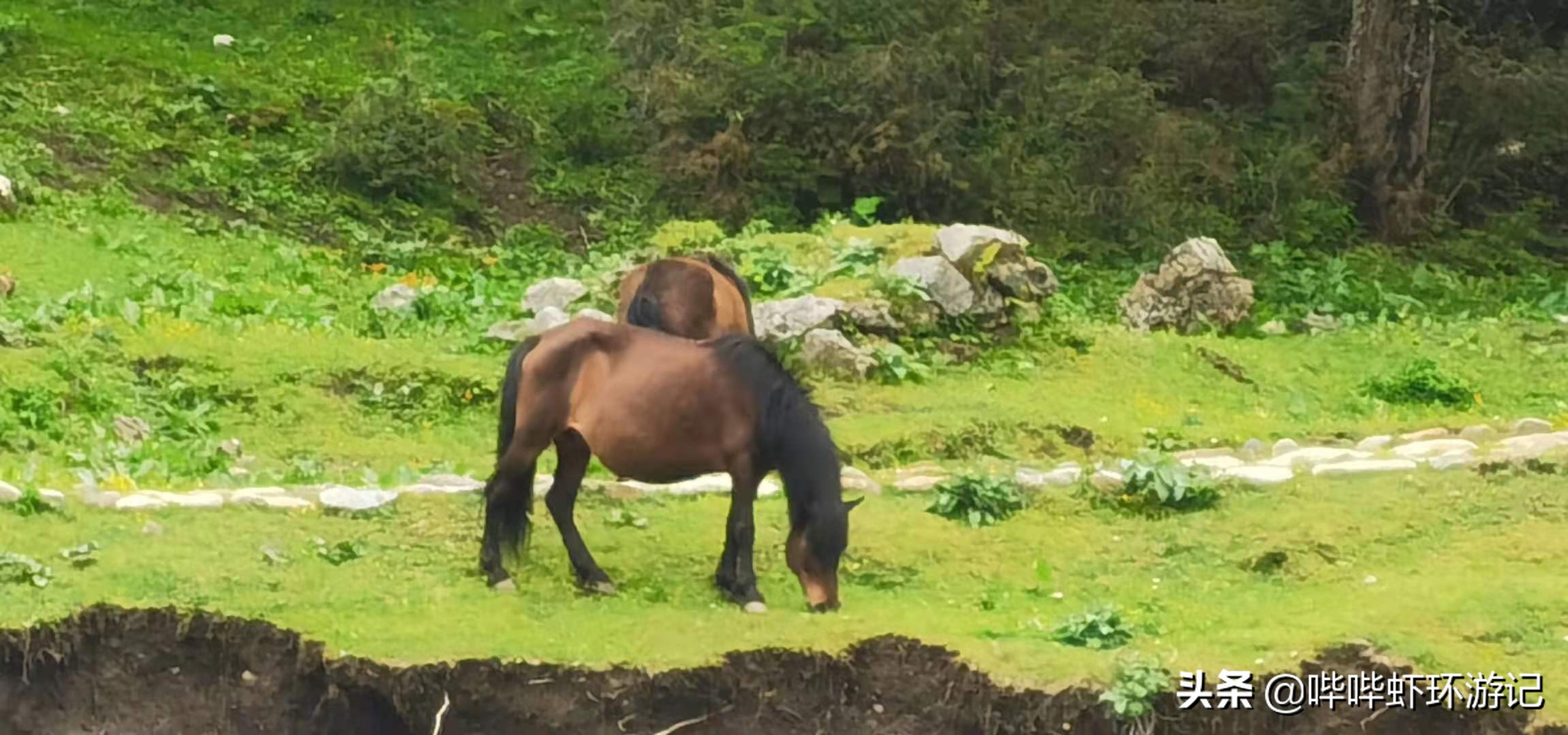 *藏西**行:我们翻越了这座高山后,我出现了头痛、想吐,怎么解决?