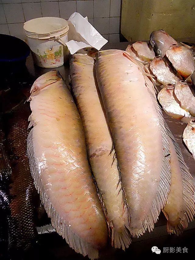 世界顶级淡水鱼大全,世界上顶级鱼类大全