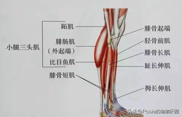 大腿外侧粗壮肌肉腿怎么减,大腿内侧松外侧紧怎么练习
