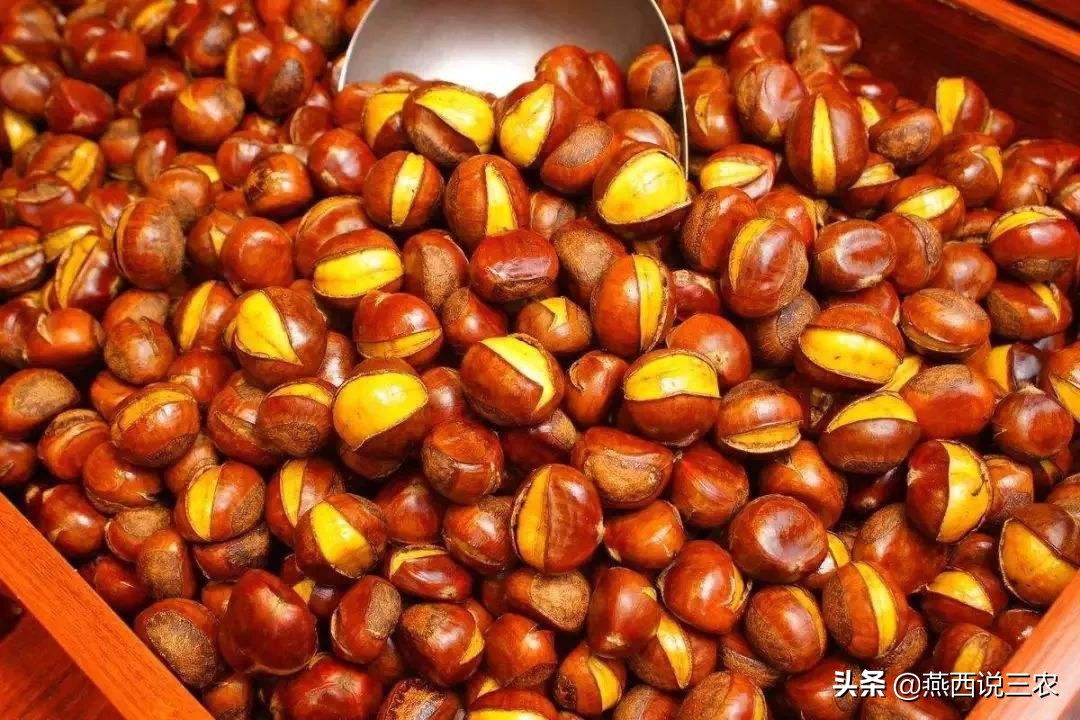 连续3年遇滞销,如今40万斤完全成熟,还未上市却跌成白菜价