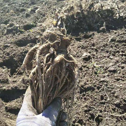 当归别名,当归药材的拉丁名称