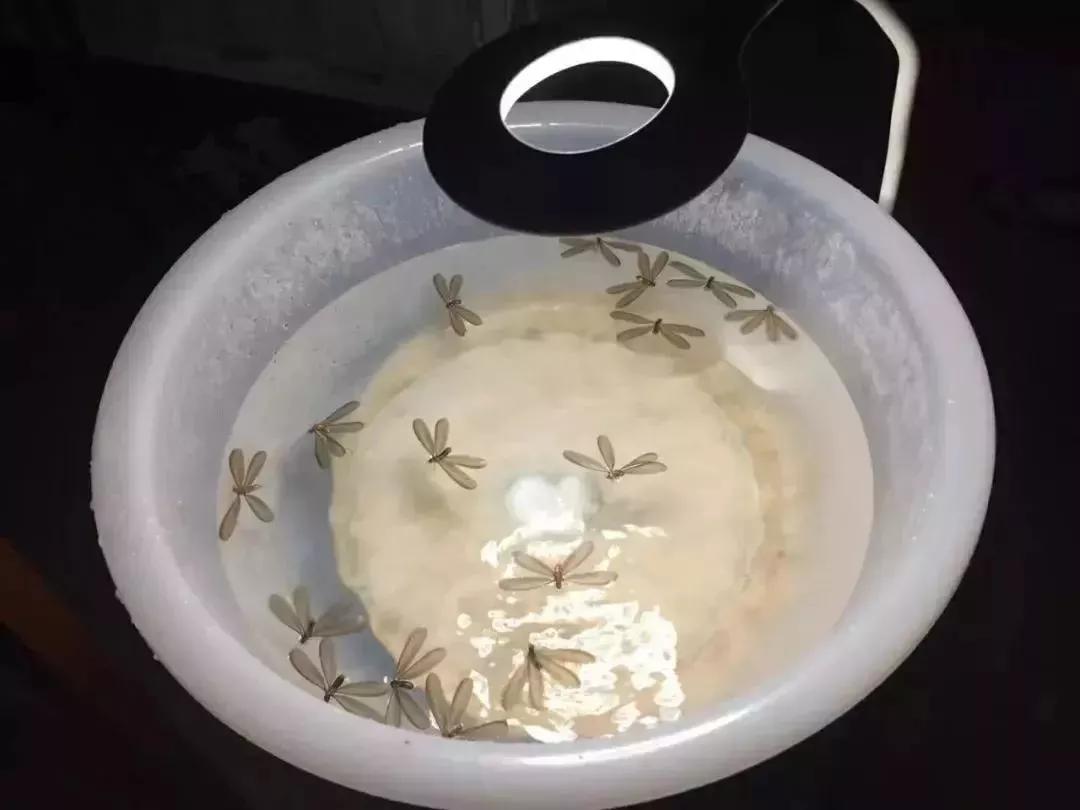 大量飞蚁进屋注意事项,广西人看到飞蚁有多兴奋
