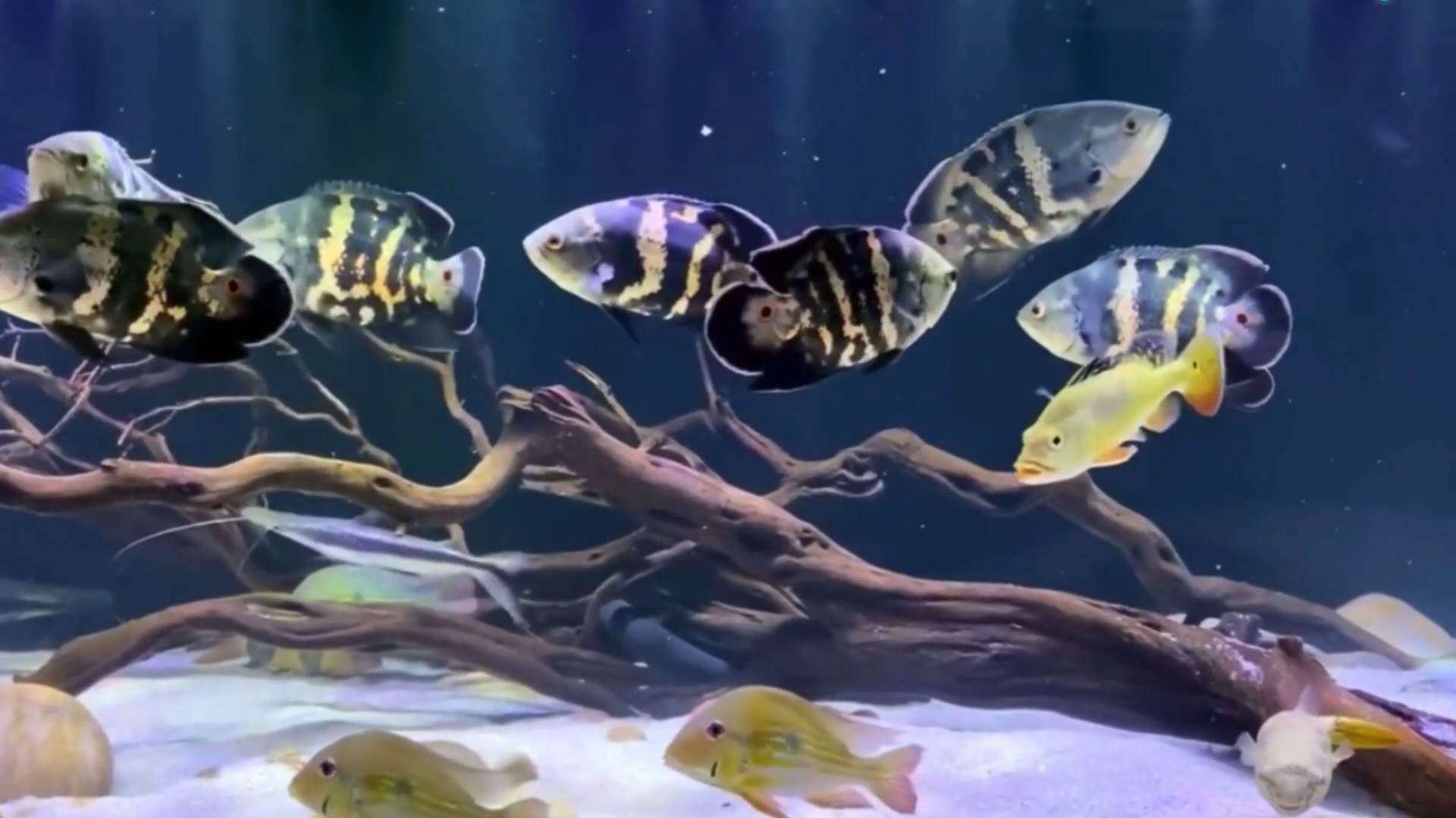 互动性最好的观赏鱼排名第一名,互动性最好的鱼排名