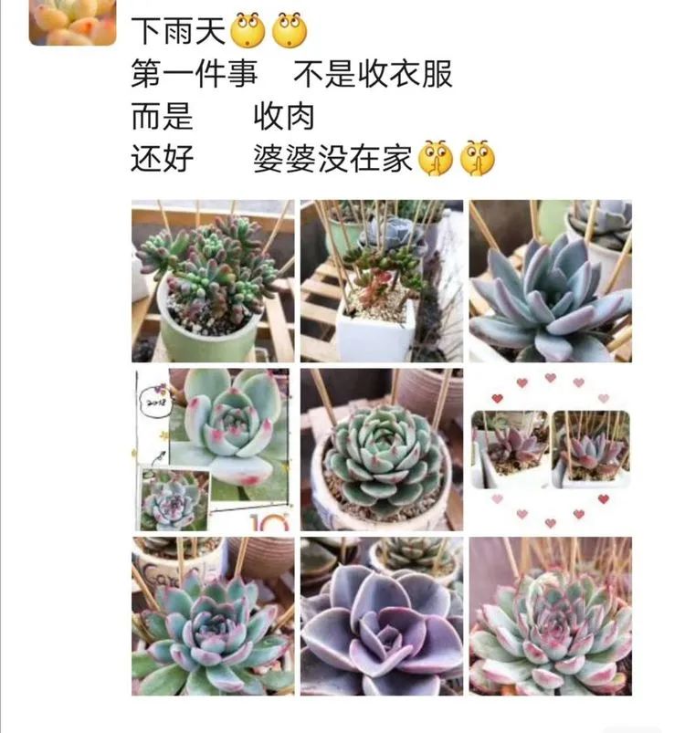 我和多肉,我与多肉