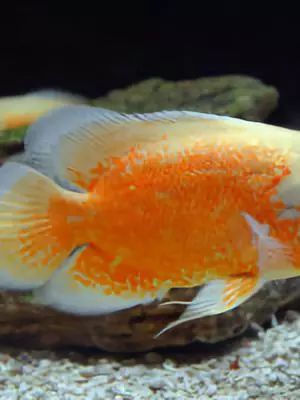 韩国曹溪寺旅游攻略,11月底韩国首尔旅游攻略