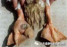 鸭子倒地不起了怎么办,鸭子瘫软无力不能走路怎么办