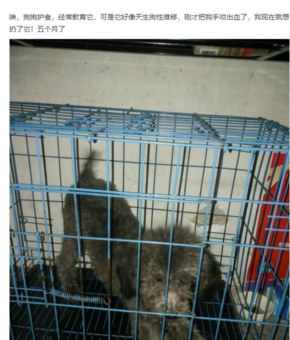 训练狗狗护食怎么纠正,狗狗护食怎么训练